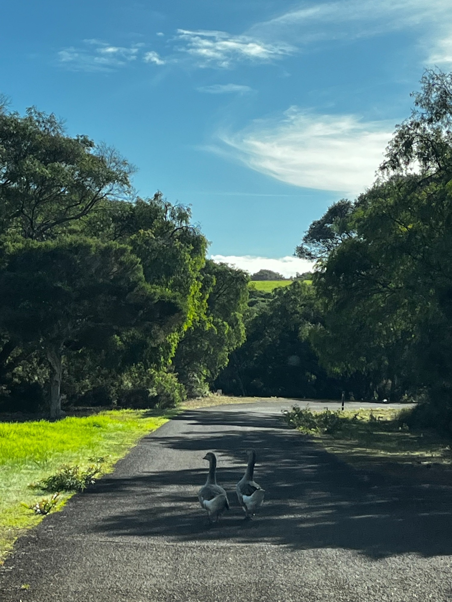 Ducks on the road during the Bunker Bay weekend